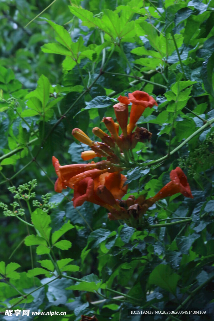 凌霄花  