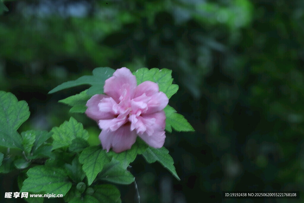 木槿花  