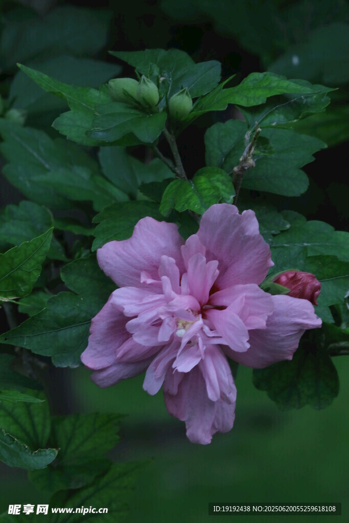 木槿花 