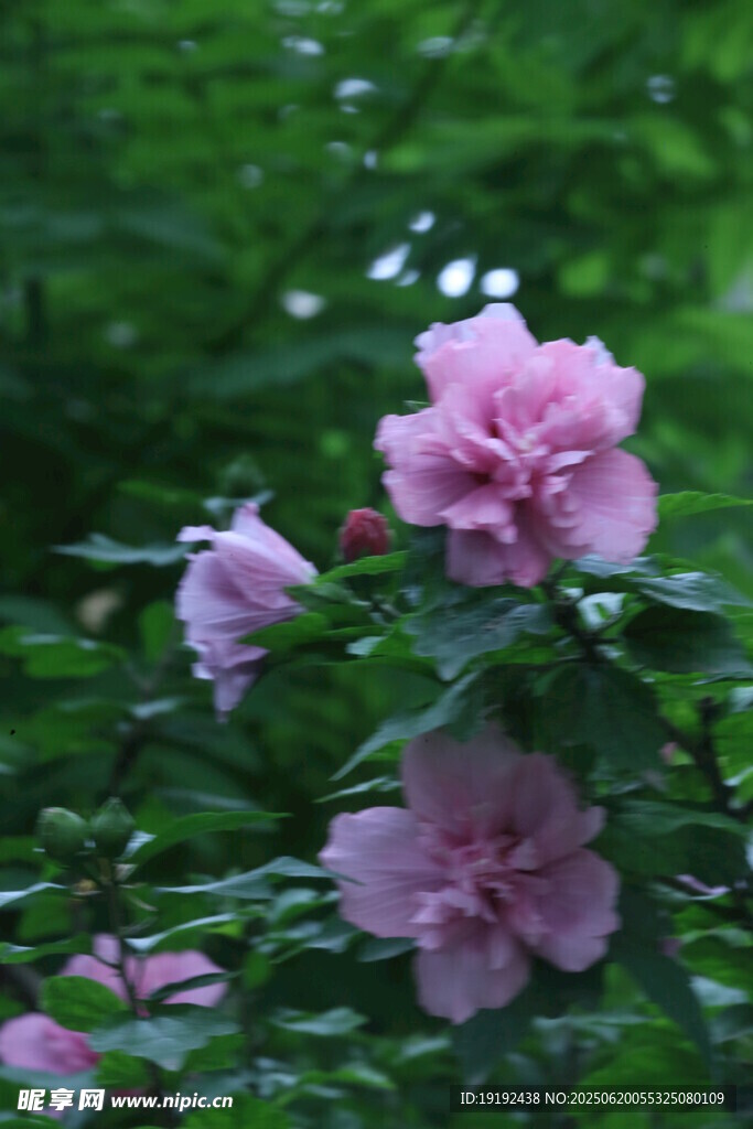 木槿花  