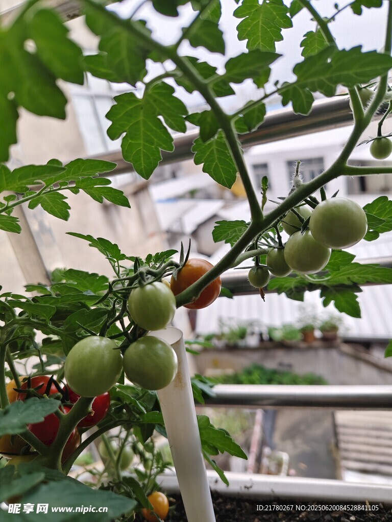 阳台上的青涩小番茄