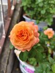 一朵橙色月季花