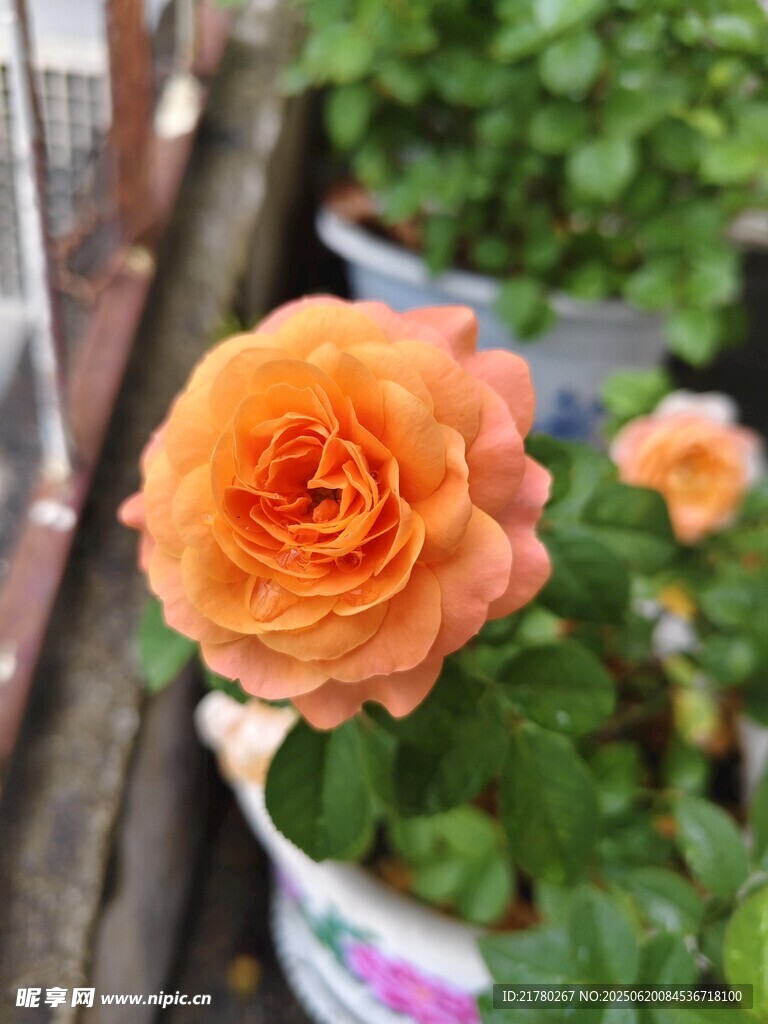 一朵橙色月季花