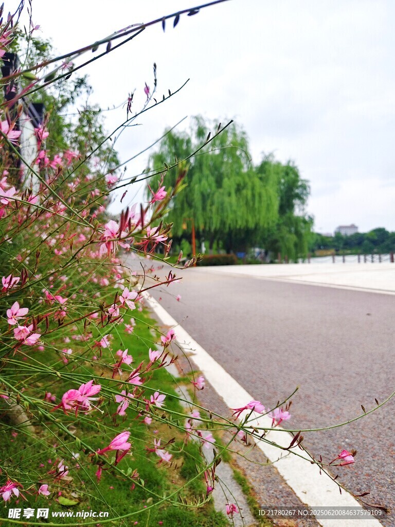 路边粉色小花