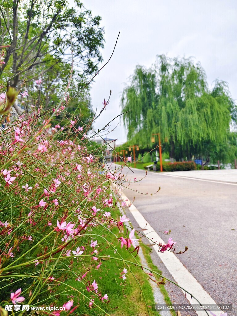 路边绽放的粉色小花