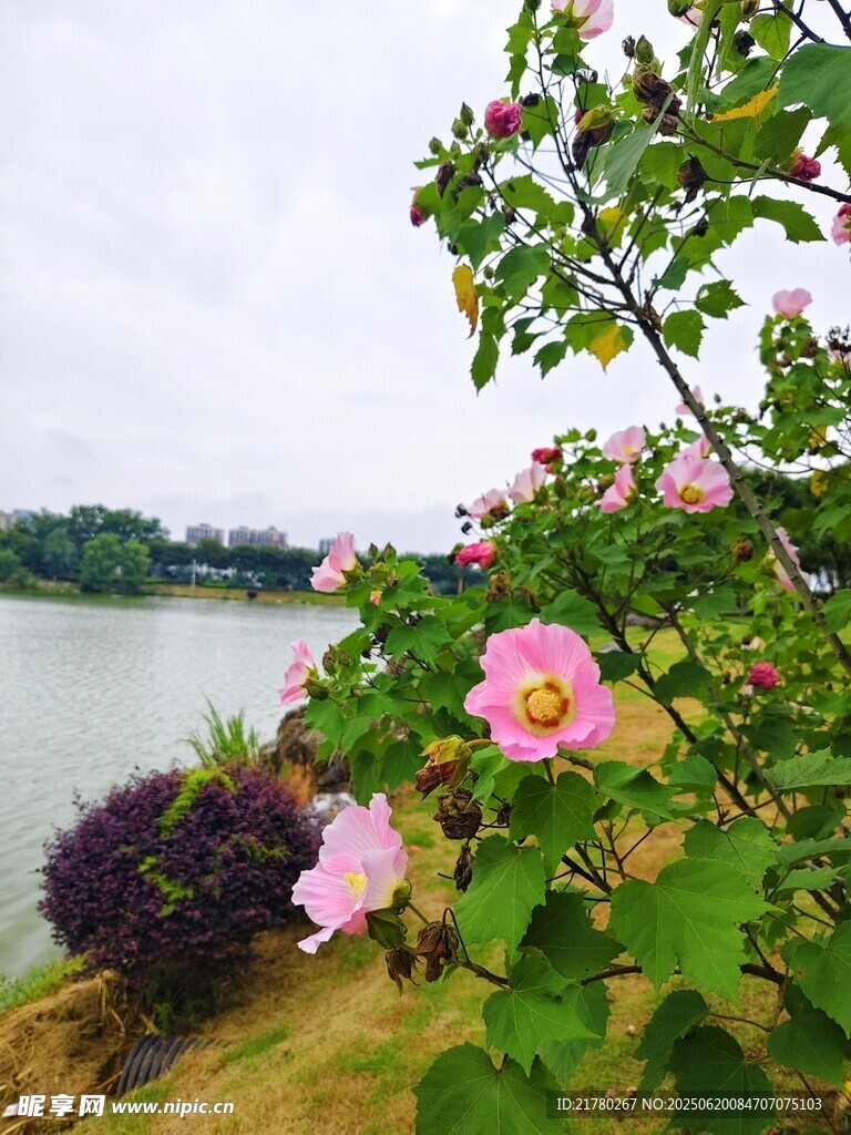 河畔绽放的芙蓉花