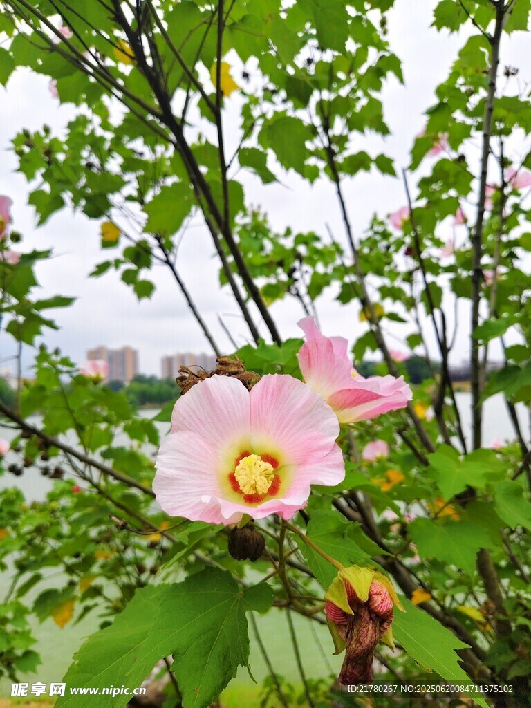娇艳绽放的粉色单瓣花朵