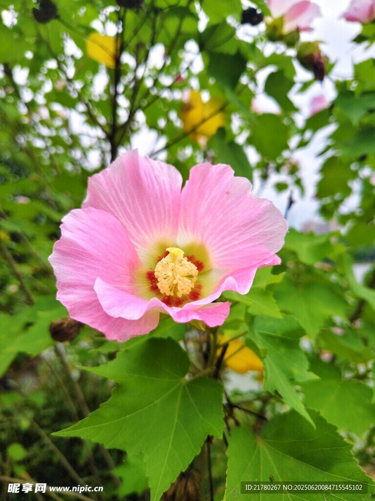 木槿花绽放 芙蓉花