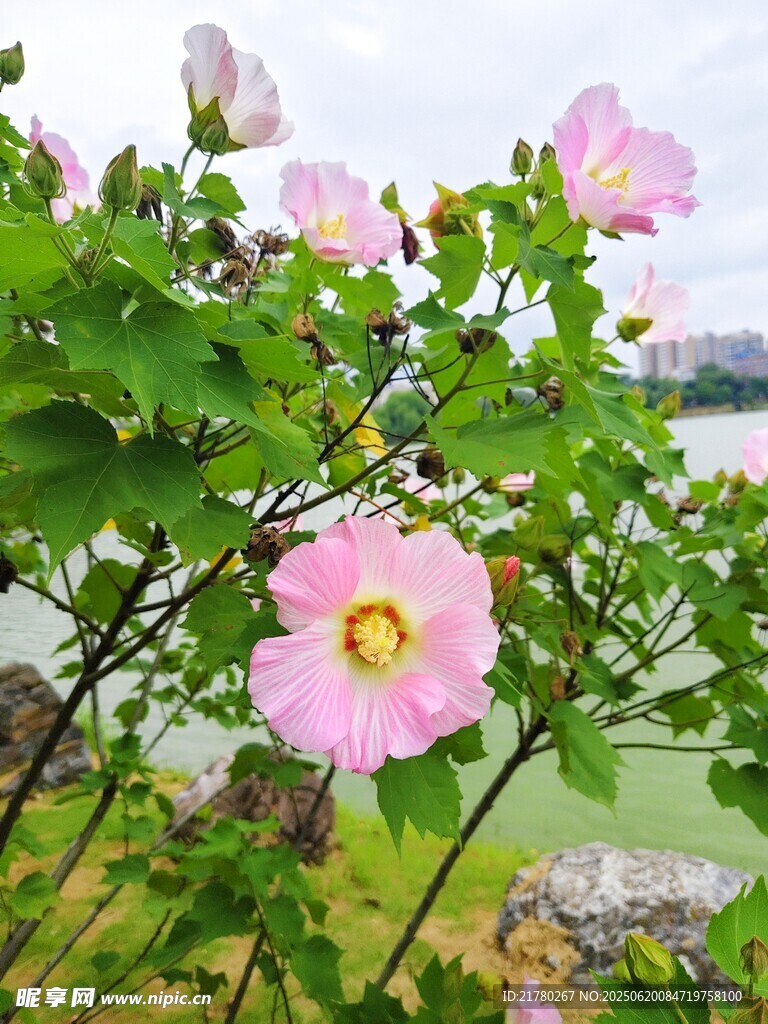 粉色木芙蓉