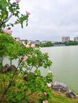 湖畔繁花 水边芙蓉
