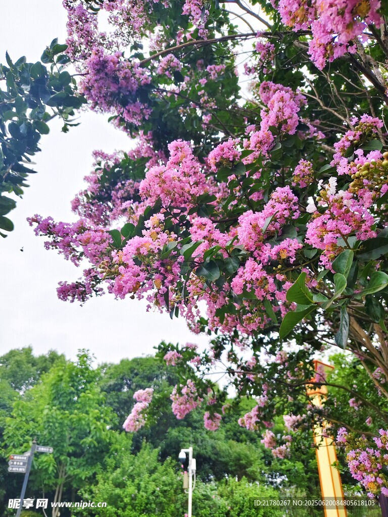 粉色紫薇花 繁花树