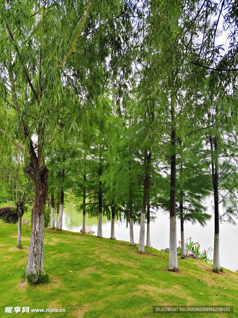 湖畔绿树成荫