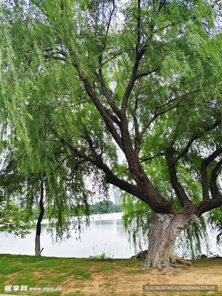 湖畔古树垂柳 尽显自然之美