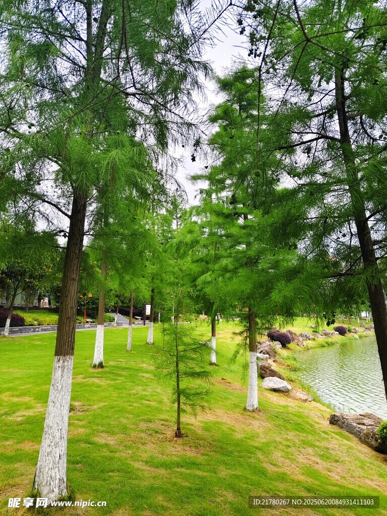 湖畔绿树成荫的静谧草地