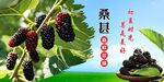 桑葚
