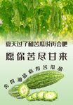 苦瓜