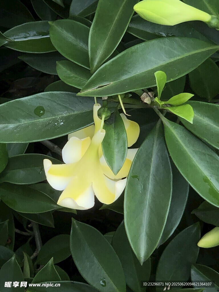 灰莉