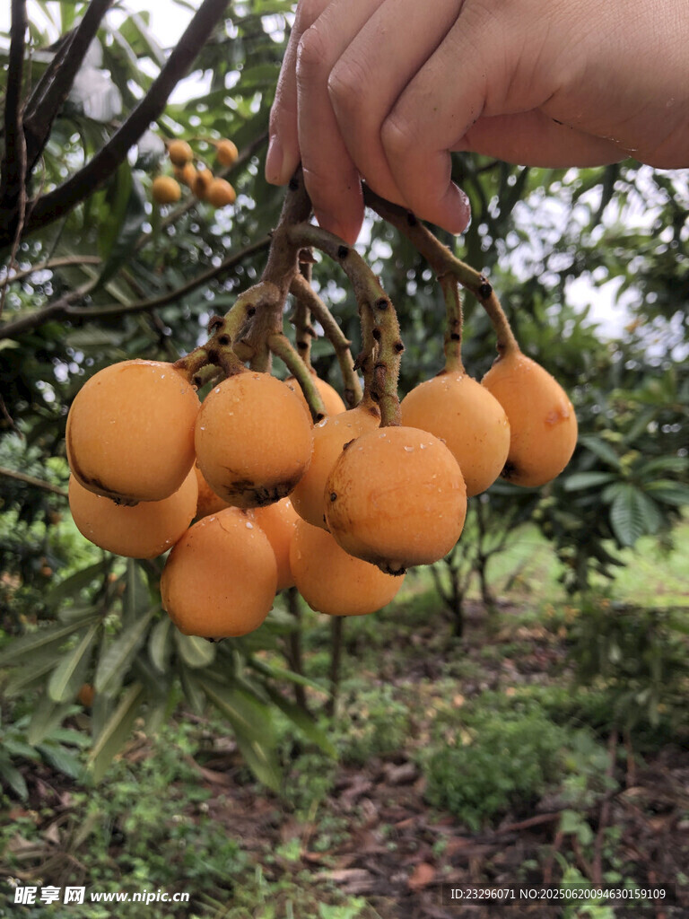 枇杷