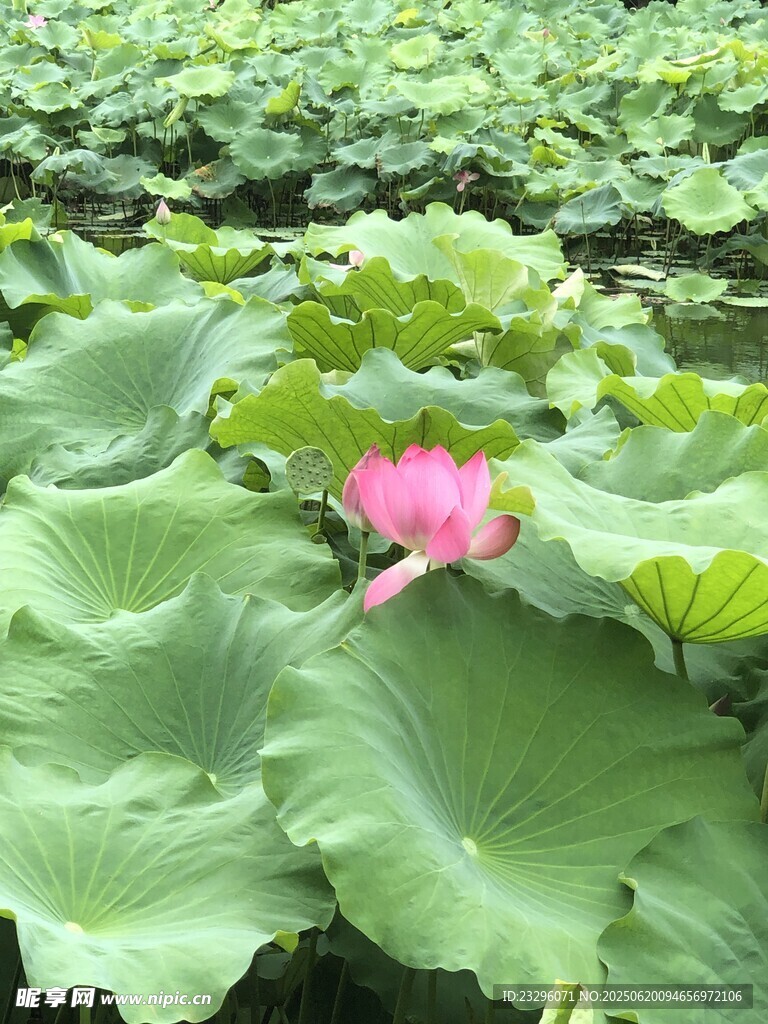 荷花