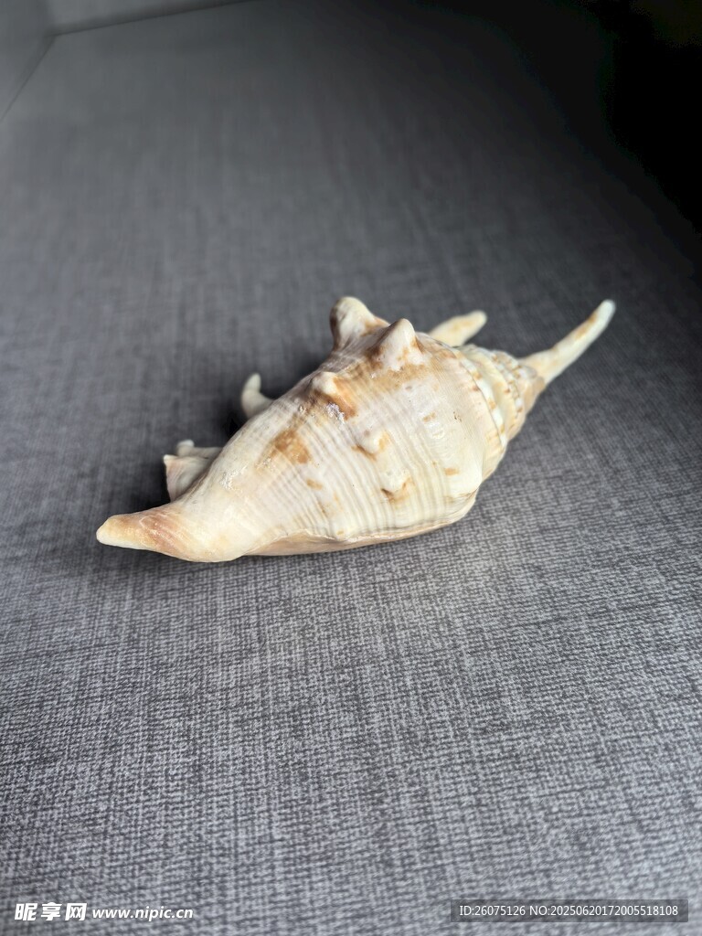 独特海螺摆件