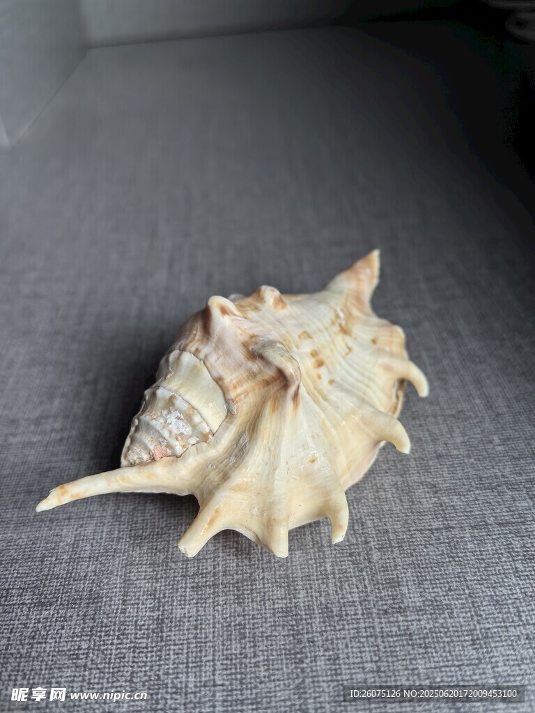海螺标本