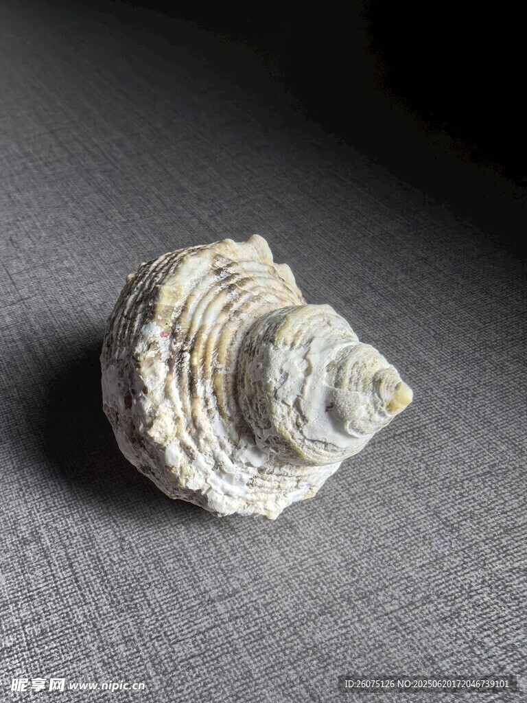 精致海螺标本