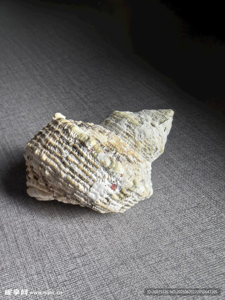 独特纹理的海螺标本