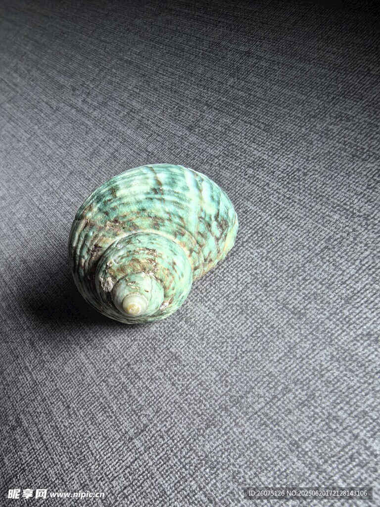 多彩海螺特写