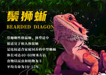 鬃狮蜥介绍页