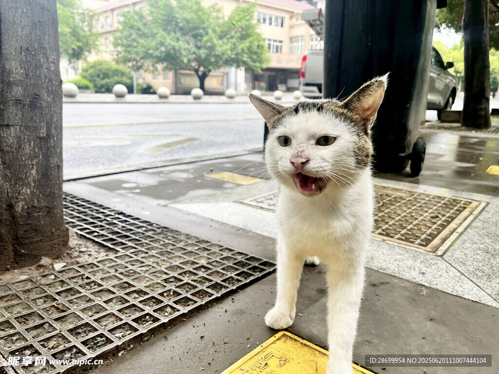 街头可爱张嘴猫咪