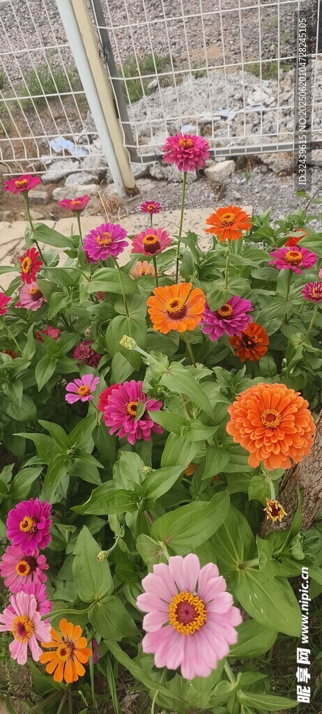 多彩花朵绽放于花园中