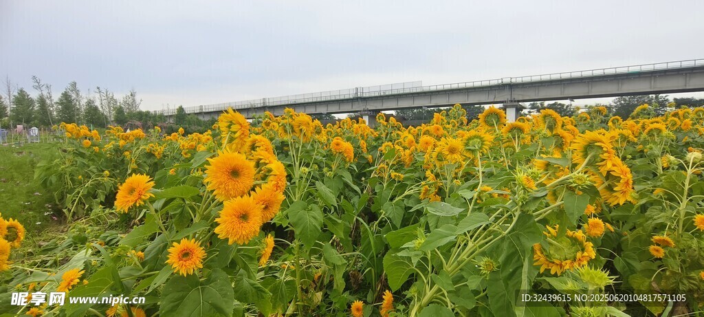 向日葵花海田园美景