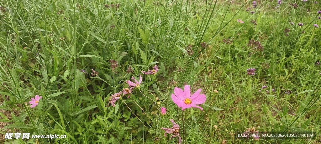 草丛中的娇艳粉色花朵