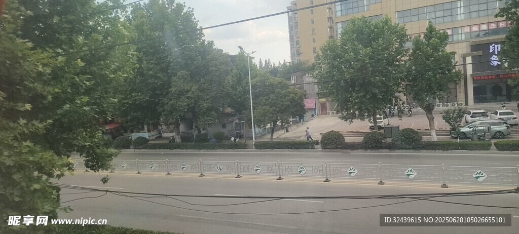 城市街道旁的绿树景观