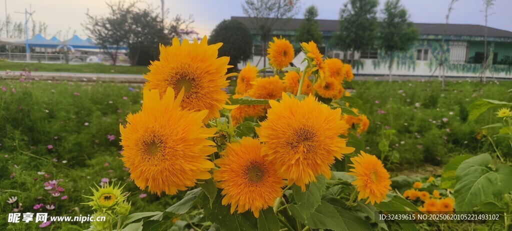 绽放的橙色金盏菊