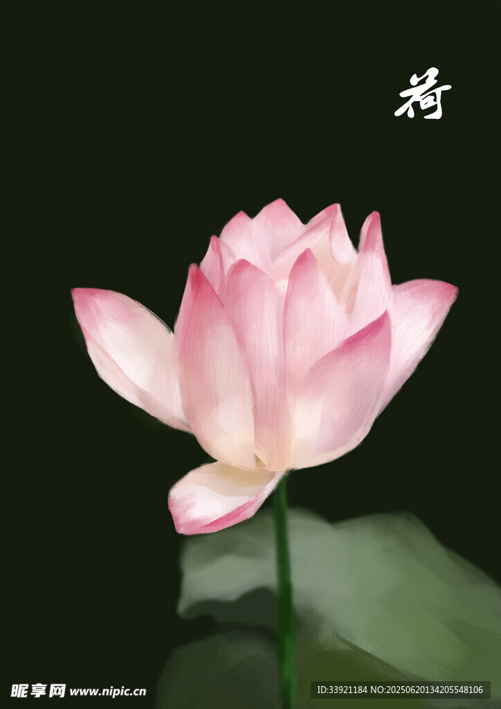 粉色荷花绽放
