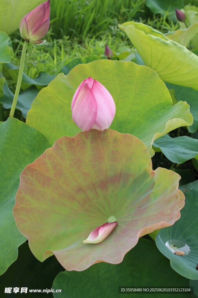 荷花 
