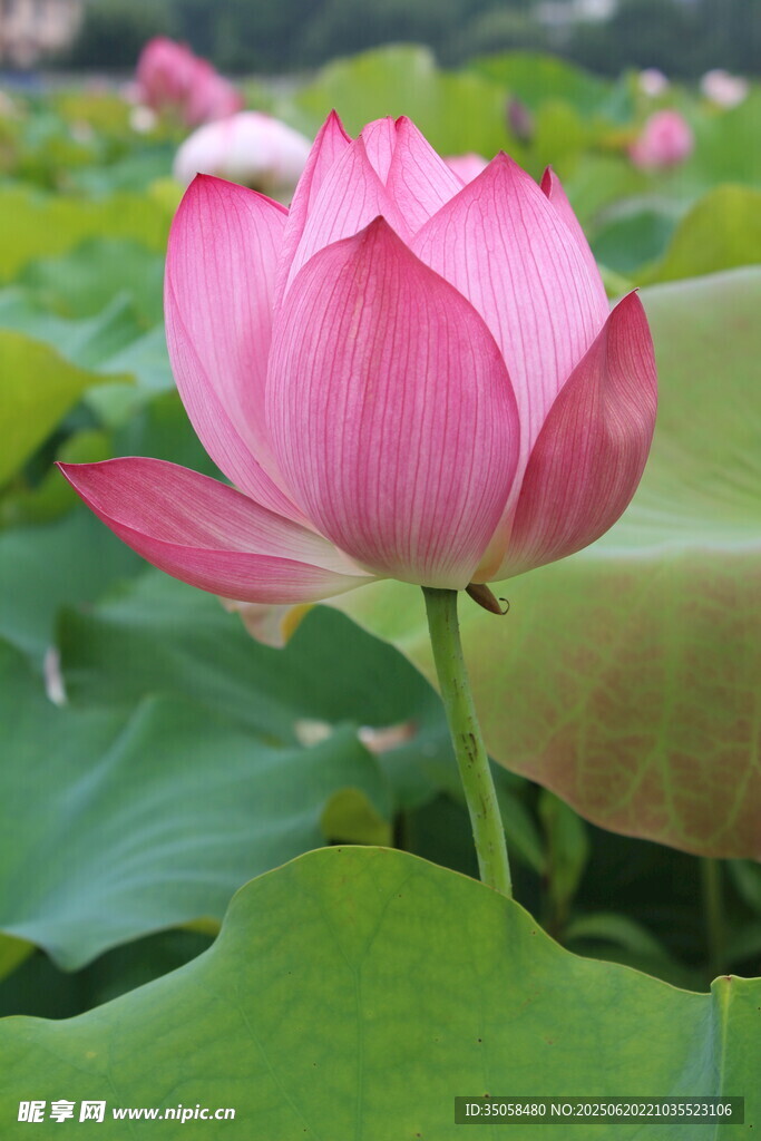  荷花