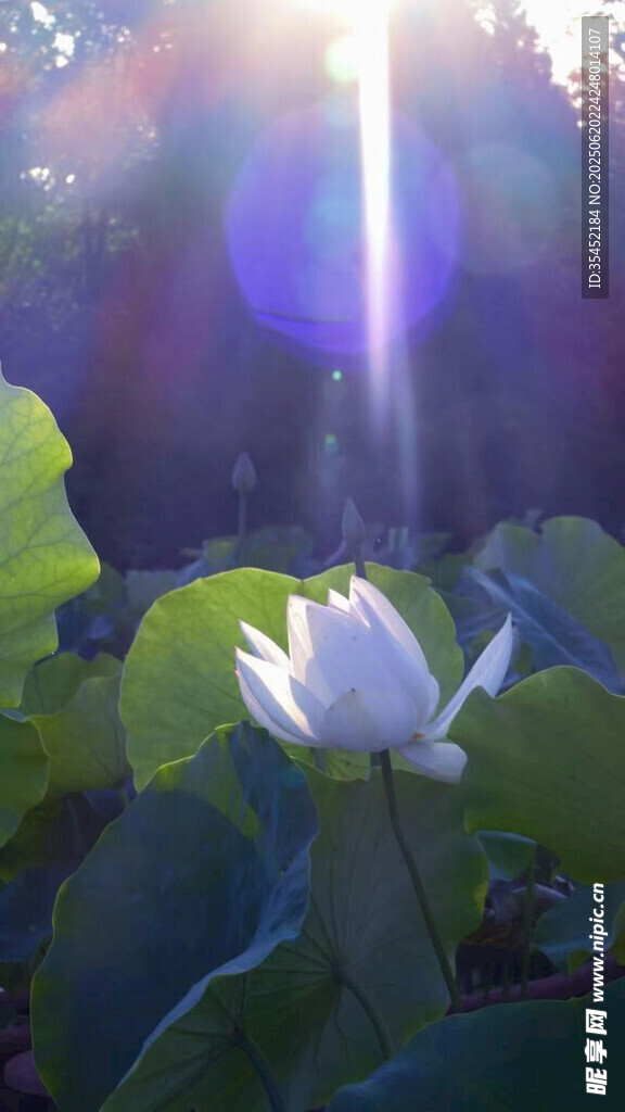 莲花