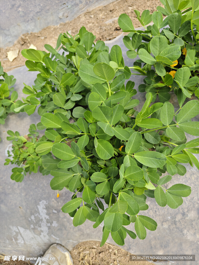 花生苗花生秧