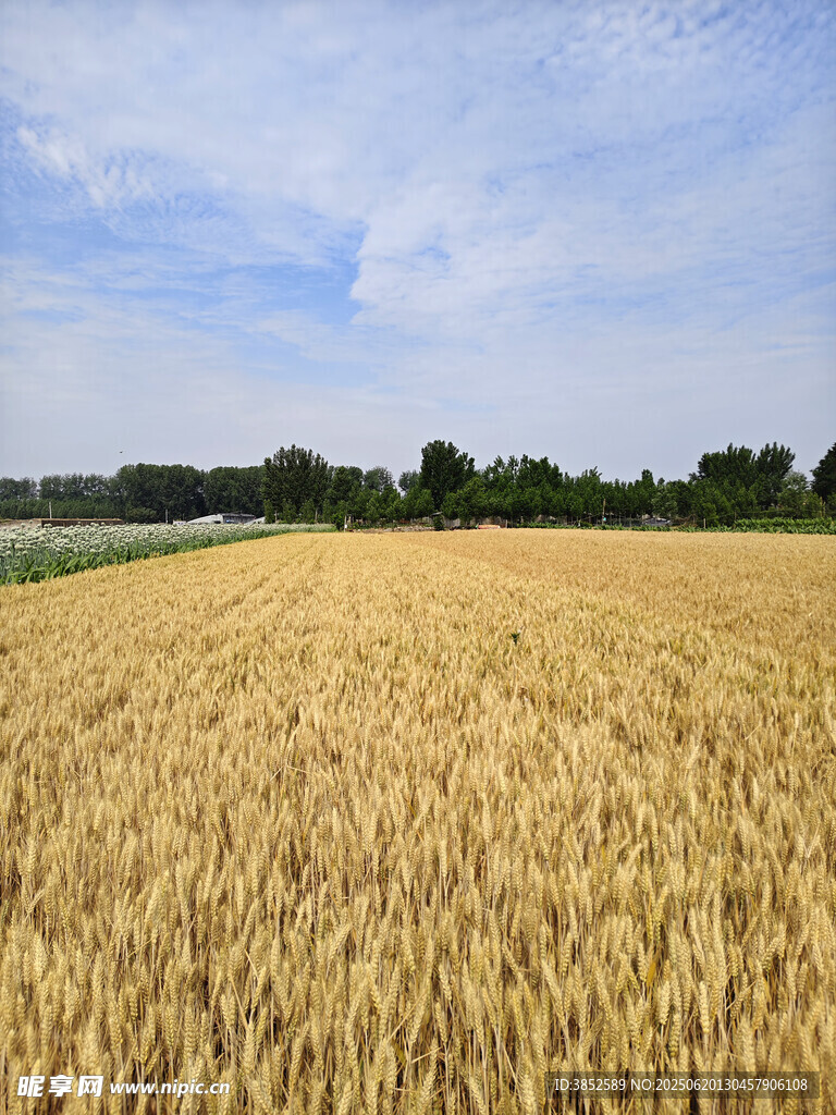 金黄麦田