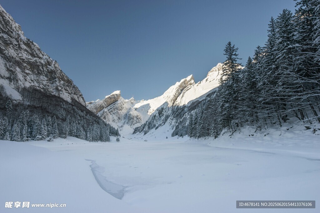 雪山松林雪景纯净风光