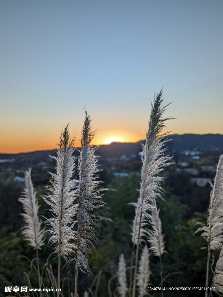 夕阳下的蒲苇美景