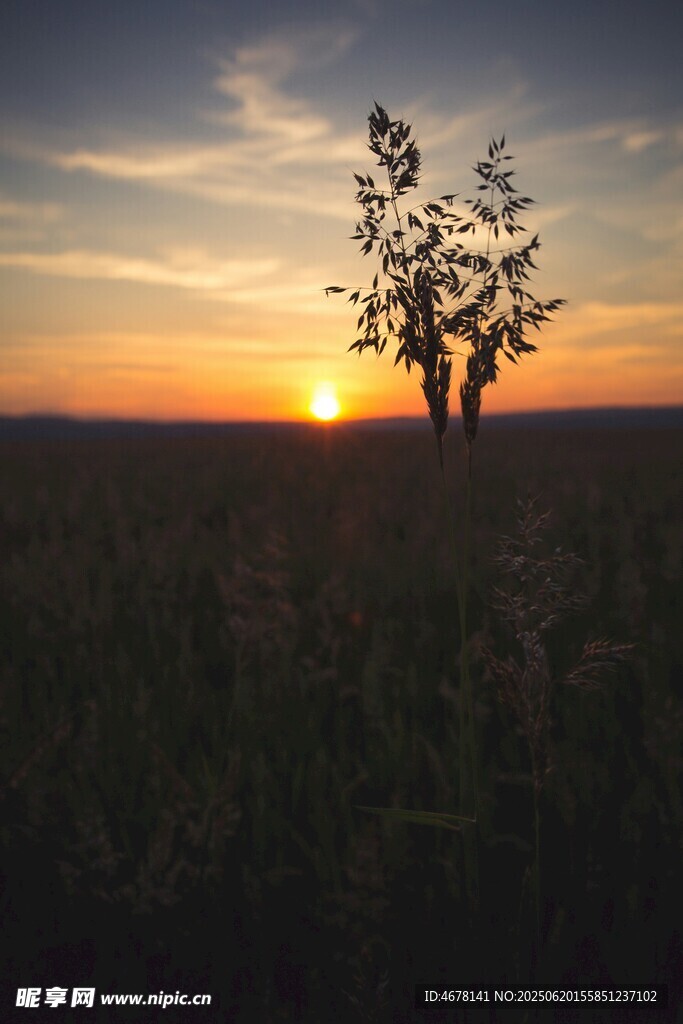 夕阳下的孤树