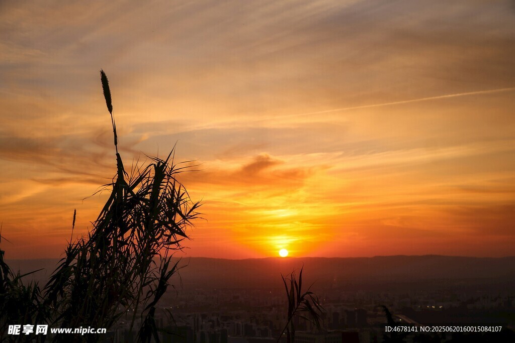 夕阳下的芦苇美景