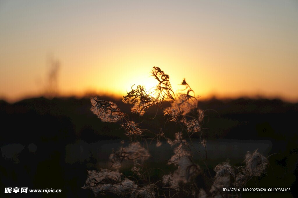 夕阳下的花草剪影