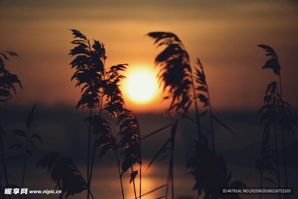 夕阳下的芦苇剪影