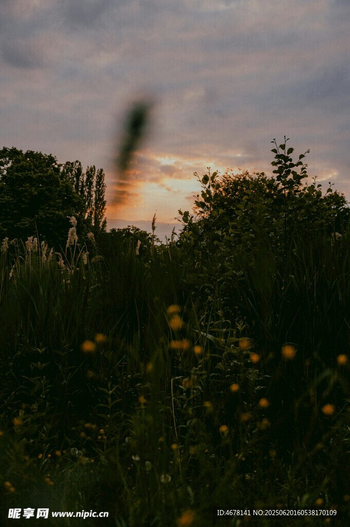黄昏下的花草与朦胧树林