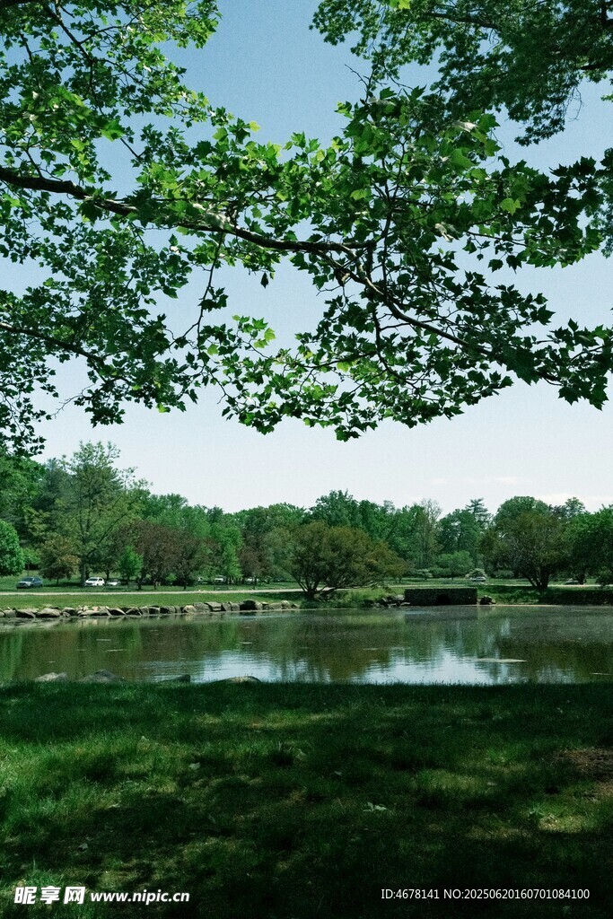 湖畔绿荫美景