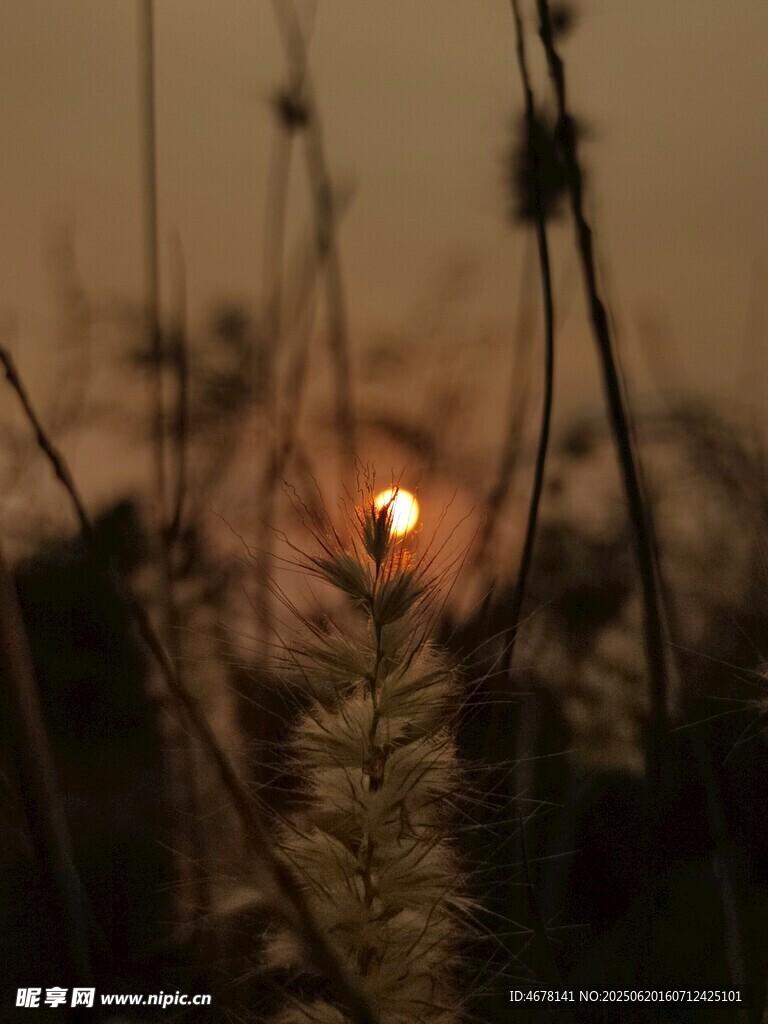 夕阳下的草尖与温暖光芒
